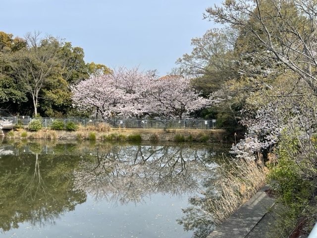 桜にまつわる話